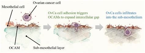Cancers Free Full Text Ovarian Cancer Associated Mesothelial Cells