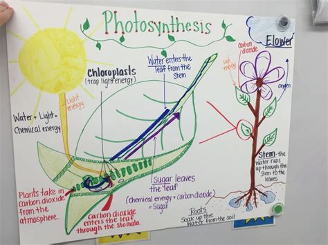 A Chart I Made On The Process Of Photosynthesis Middle School