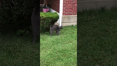 Cat Caught Spraying To Mark His Territory Youtube