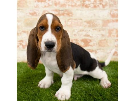 The basset hound is a wonderful hunting and companion breed and fits well in most family settings. Basset Hound-DOG-Male-Black White / Tan-2797616-Petland Pets & Puppies Chicago Illinois