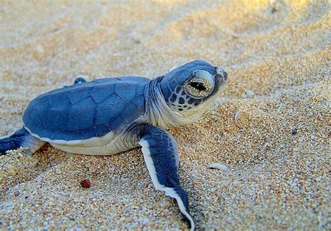 Tortuga Beautiful Creatures Animals Beautiful Turtle Hatching Baby