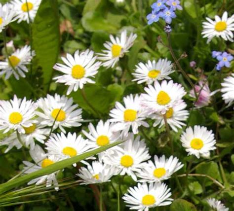 Why Do Bees Like Daisies Which Daisies For Pollinators