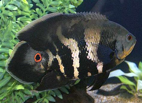 Wild Oscar Tropical Fish Keeping