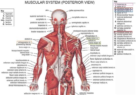 Included are several layered views of the back muscles, the doral muscles. chiropractic | Monterey Bay Holistic Alliance