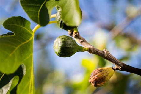 Fighting Fig Tree Diseases A Guide To Diagnosis And Treatment