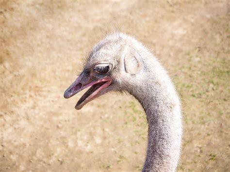 Ostrich Bird Head And Neck Portrait In The Wild Stock Photo Image Of