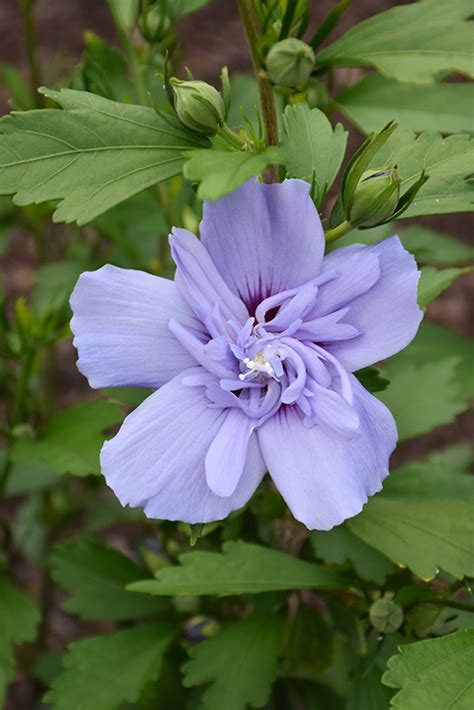 Blue Chiffon Rose Of Sharon Hibiscus Syriacus Notwoodthree In