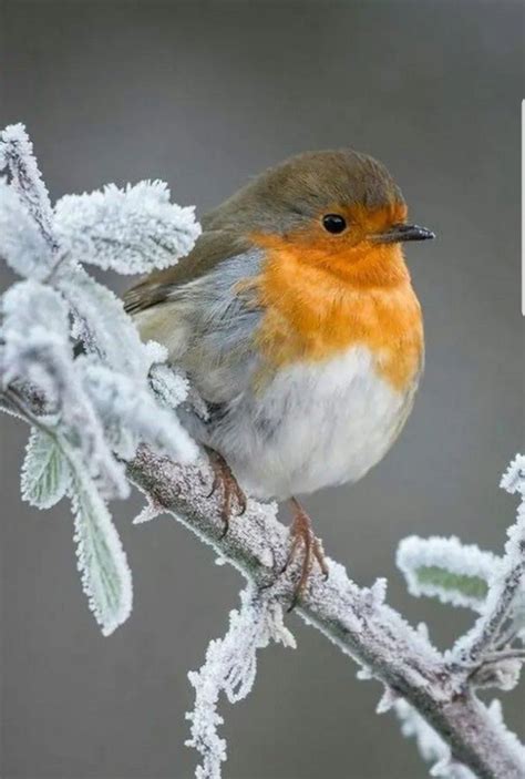 Suchen nach dem besten hintergrundbild? Winterbilder Tiere Als Hintergrundbild - Pin von Olga 1019 auf Животные | Fuchs haustier ...