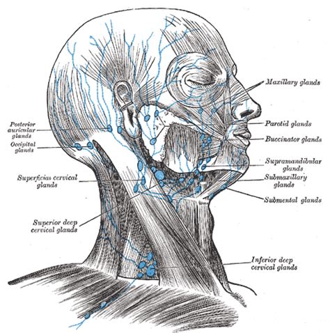 In the front, the neck extends from the the back of the neck is mostly comprised of muscles, as well as the spine. Lymphadenopathy of the Head and Neck