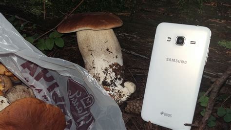 A White Samsung Phone Sitting On Top Of A Forest Floor Next To Mushrooms And Trees