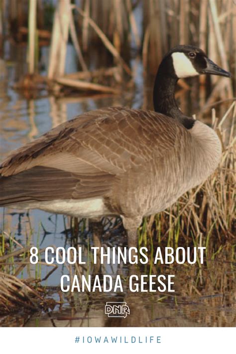 Geese Facts Artofit