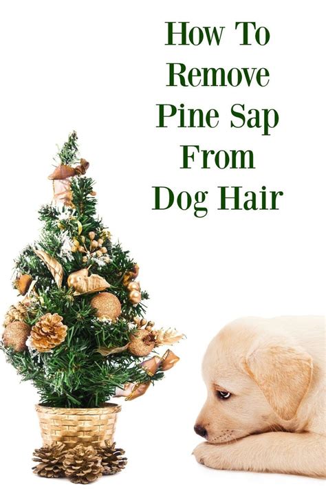How To Remove Pine Tree sap From Dog Hair. Instead of using harsh or