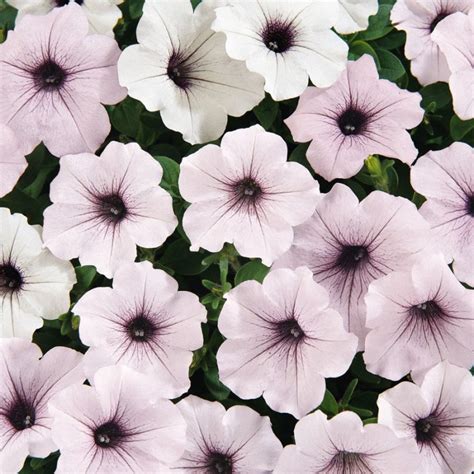 Tidal Wave Silver Petunia Seeds