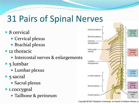Ppt Peripheral Nervous System Powerpoint Presentation Id3861690