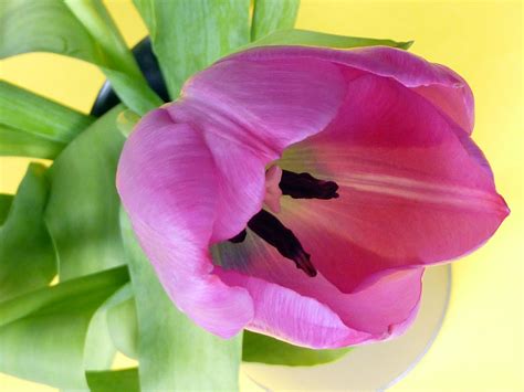 Close Up Detail Of A Fresh Pink Tulip On Yellow Creative Commons Stock