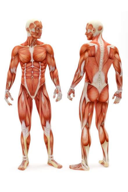 Human Male Musculoskeletal System Muscles Anatomy Educational Chart