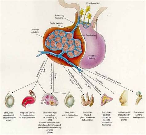 Pituitary Gland Endocrine System Nursing Notes Growth Hormone