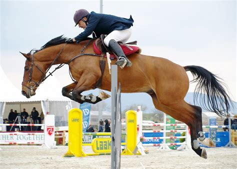 Free Images Person Horse Stallion Competition Leaping Western