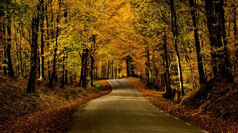 Download Wallpaper 2560x1440 Road Alley Trees Autumn Distance