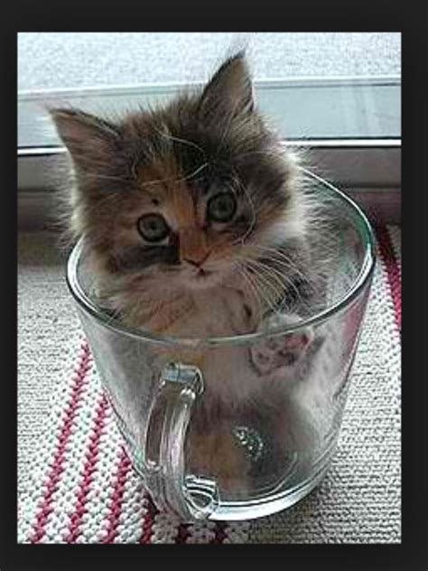 Pin By Savanna Osterberg On Kittens In Cups Cute Cats Cute Cats And