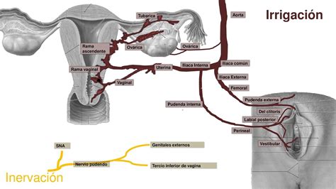 Sistema Nervioso Y Sistema Endocrino Mind Map