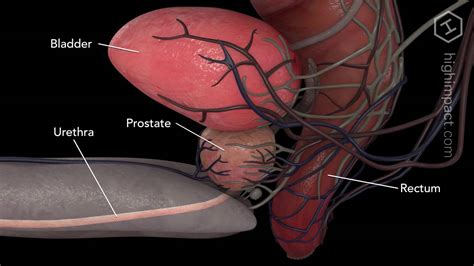 Prostate Anatomy Youtube