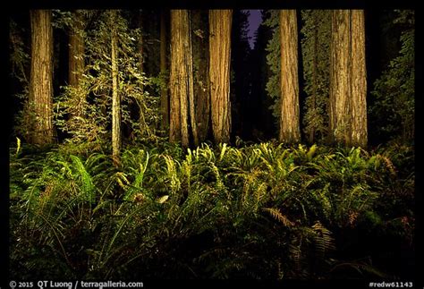 Light Painting The Redwood Forest From Qt Luongs Blog
