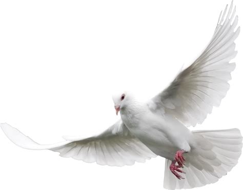 Dove Transparent PNG Pictures - Free Icons and PNG Backgrounds