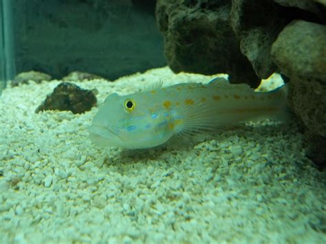 Orange Diamond Sand Sifting Goby Love These Gobies Had A Couple Of