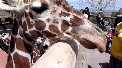 Feeding Giraffes At The Cheyenne Mountain Zoo Youtube