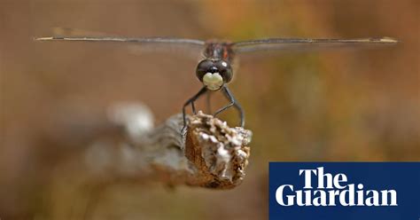 Shy Dragonfly Of The Boggy Moss Insects The Guardian