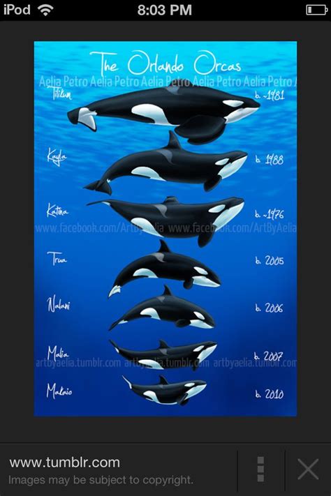 Three Orca Whales Swimming In The Ocean With Their Names Below Them And