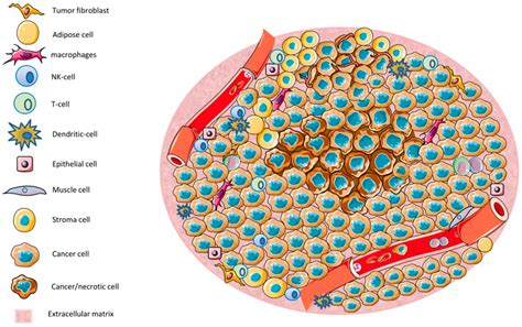 An Overview Of The Tumor Microenvironment Tme The Tme Is Composed By