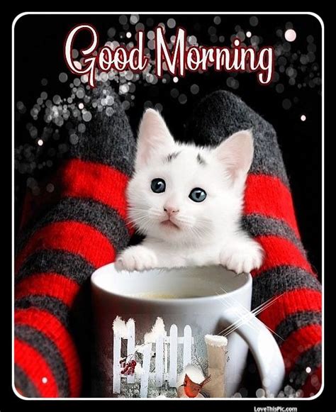 Good Morning With Cute Cat  Goodmorningmessagecom