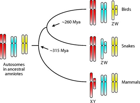 Multiple Independent Origins Of Sex Chromosomes In Amniotes Pnas