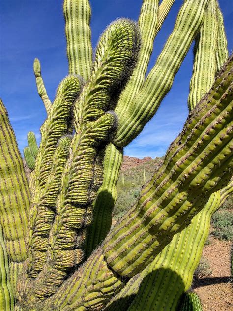 Organ pipe cactus fruit have a rounded shape and grow to be about the size of a tennis ball. Organ Pipe Cactus | Organ Pipe Cactus (Stenocereus ...