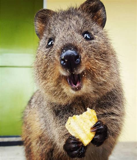 Smiling Australian Animal
