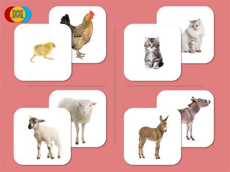 Images classifiées Les animaux de la ferme et leur petit Montessori Academy