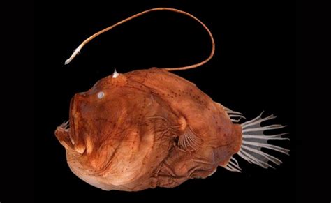 Humpback Anglerfish Facts Habitat Diet Life Cycle Pictures