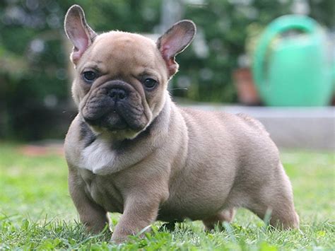 The french bulldog is an affectionate dog breed that loves to play. French Bulldog Puppy Pictures and Information