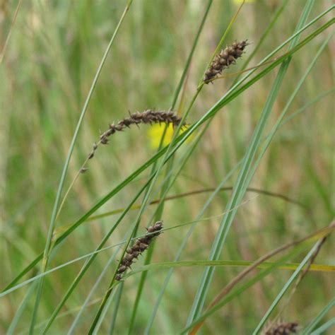 Carex Pellita Woolly Sedge Satinflower Nurseries