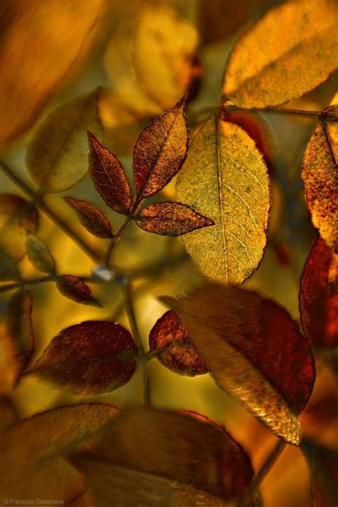 Pin By Michele Sartin On Autumns Splendor Photography Autumn