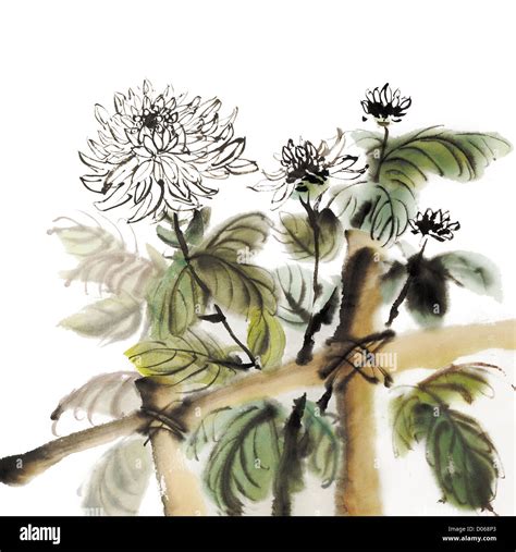 Chinese Chrysanthemum Garden Ink Painting On White Background Stock Photo Alamy