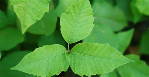 Symptoms And Treatments For Poison Ivy Rash Facty Health