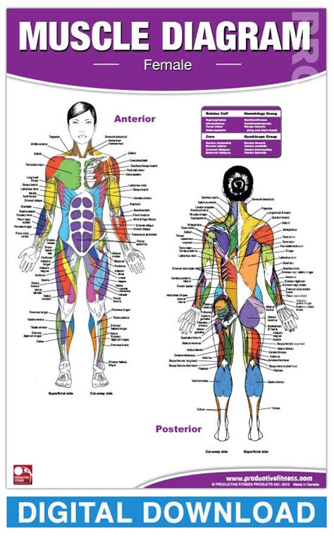 Digital Female Muscle Diagram Productive Fitness Muscle Diagram