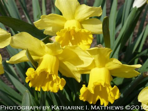 Leaves divided into linear segments. Kim's Garden: Early Spring Flowers at Kim's Garden - March ...