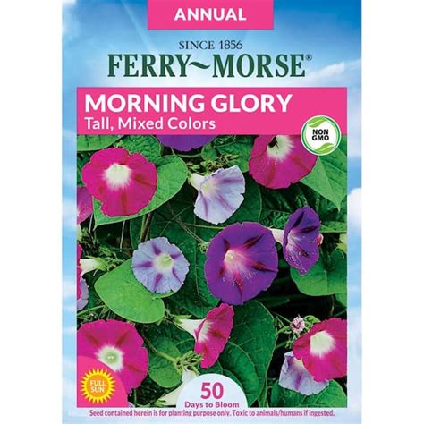 Ferry Morse Morning Glory Tall Seed 6086 The Home Depot