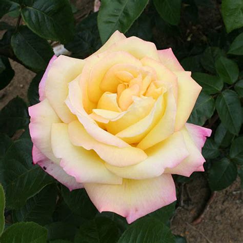 Peace Rose Gardening Direct