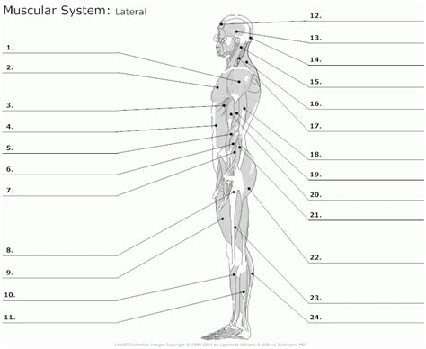 Final sketches that were created for the following tutorial: The Muscular System Coloring Pages - Coloring Home