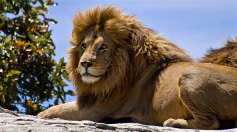 Jerusalem Zoo Attempts Damage Control After Kids See Lion Eat Bunny